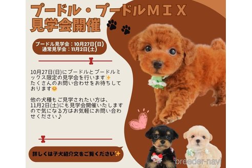 成約済の静岡県のトイプードル-334307の3枚目